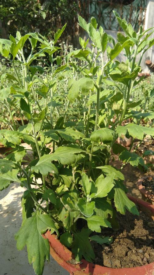 Chaiti Eco Homestay- Santiniketan Bolpur Buitenkant foto