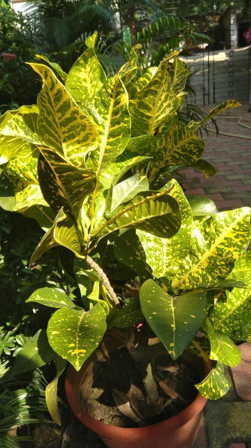 Chaiti Eco Homestay- Santiniketan Bolpur Buitenkant foto
